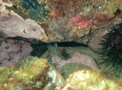 Vincentia conspersa