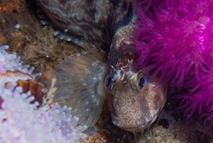 Chalaroderma ocellata