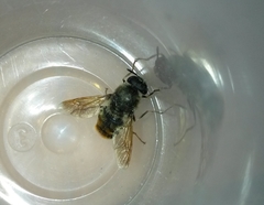 Diptera