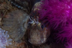 Chalaroderma ocellata