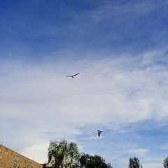 Chroicocephalus ridibundus