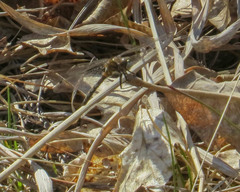 Leucorrhinia intacta