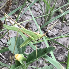 Arethaea grallator