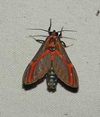 Himerarctia docis