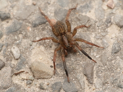 Trochosa terricola