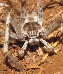 Eusparassus