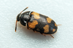 Mycetophagus