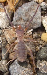 Solpugidae