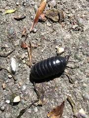 Armadillidium vulgare