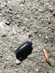 Armadillidium vulgare