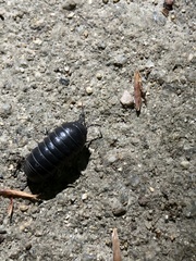 Armadillidium vulgare