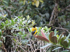 Anisognathus notabilis