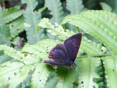 Heliophorus delacouri