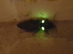 Ignelater havaniensis