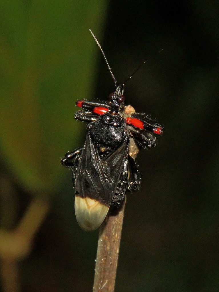 Apiomerus apicalis
