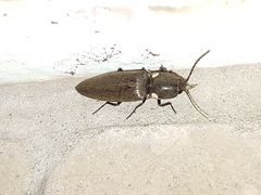 Ignelater havaniensis