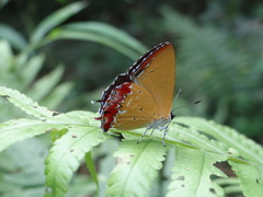 Heliophorus delacouri