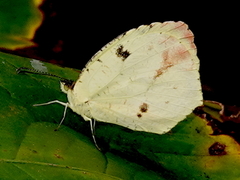 Abaeis xantochlora xantochlora