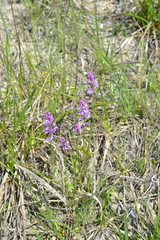 Polygala cretacea