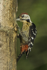 Dendrocopos atratus