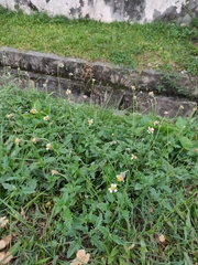Tridax procumbens
