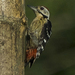 Stripe-breasted Woodpecker - Photo (c) Vijay Anand Ismavel, some rights reserved (CC BY-NC-SA)
