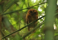 Otus hartlaubi