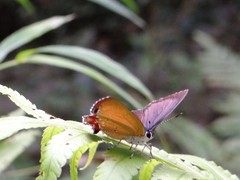Heliophorus delacouri