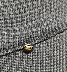 Coccinella miranda