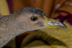 Gallicrex cinerea