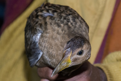 Gallicrex cinerea