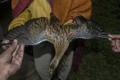 Gallicrex cinerea
