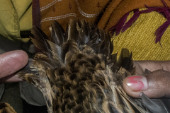 Gallicrex cinerea