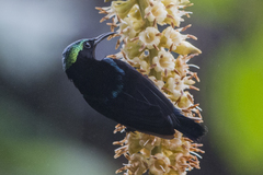 Leptocoma brasiliana