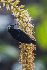 Leptocoma brasiliana