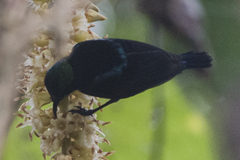 Leptocoma brasiliana