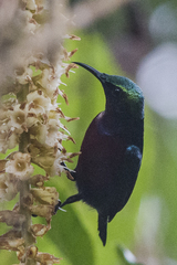 Leptocoma brasiliana