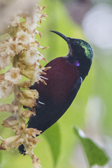 Leptocoma brasiliana