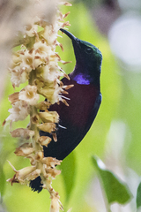 Leptocoma brasiliana