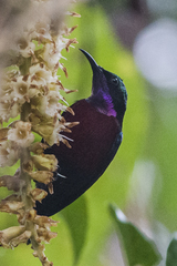 Leptocoma brasiliana