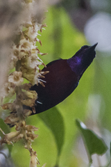 Leptocoma brasiliana