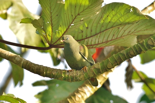 Treron sanctithomae