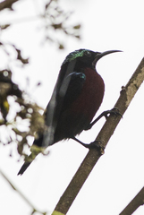 Leptocoma brasiliana