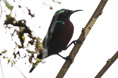Leptocoma brasiliana