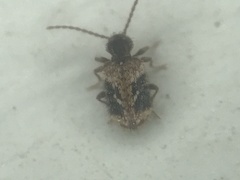Ptinus texanus
