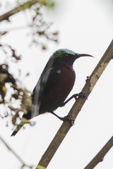 Leptocoma brasiliana