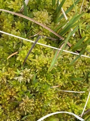 Sphagnum subsecundum