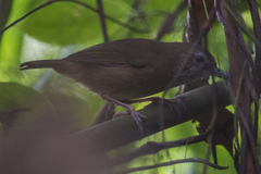 Malacocincla abbotti
