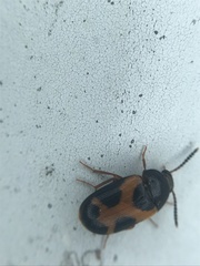 Mycetophagus punctatus