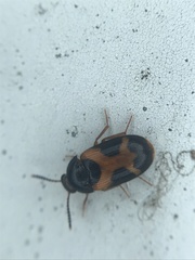 Mycetophagus punctatus